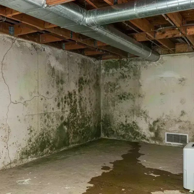 Professional Mold Removal in Charlotte, TX